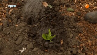 Maartens Moestuin - Bietjes, Bloemkool En Spitskool
