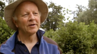Maartens Moestuin - Kapucijners En Sperziebonen