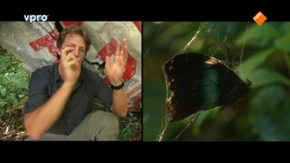 Freek In Het Wild - Vogelspin